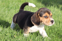 Brutus Male Beagle $350