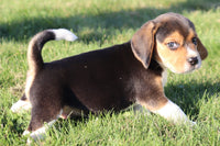 Brutus Male Beagle $350