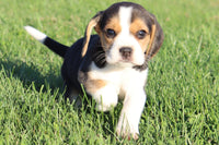 Harper Female Beagle $350