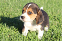 Fergie Female Beagle $350