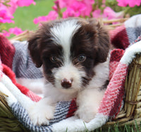 King Male Aussiedoodle $495