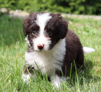 King Male Aussiedoodle $495