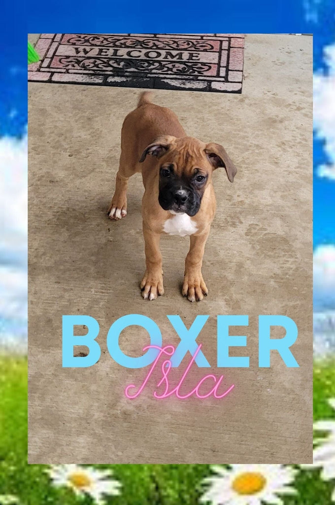 Isla Female Boxer $650