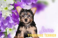 Jana Female Yorkshire Terrier $995
