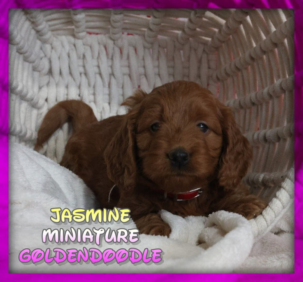 Jasmine Female Mini Goldendoodle $480