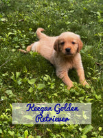 Keegan Male AKC Golden Retriever $850