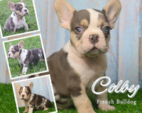 Colby AKC Male French Bulldog $2900