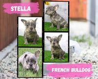 Stella AKC Female French Bulldog $2600