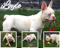 *RARE* Loyle AKC Male French Bulldog $4200