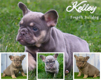 Kelley AKC Female French Bulldog $2400