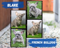 Blake AKC Male French Bulldog $2200
