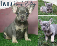 Twila AKC Female French Bulldog $1250