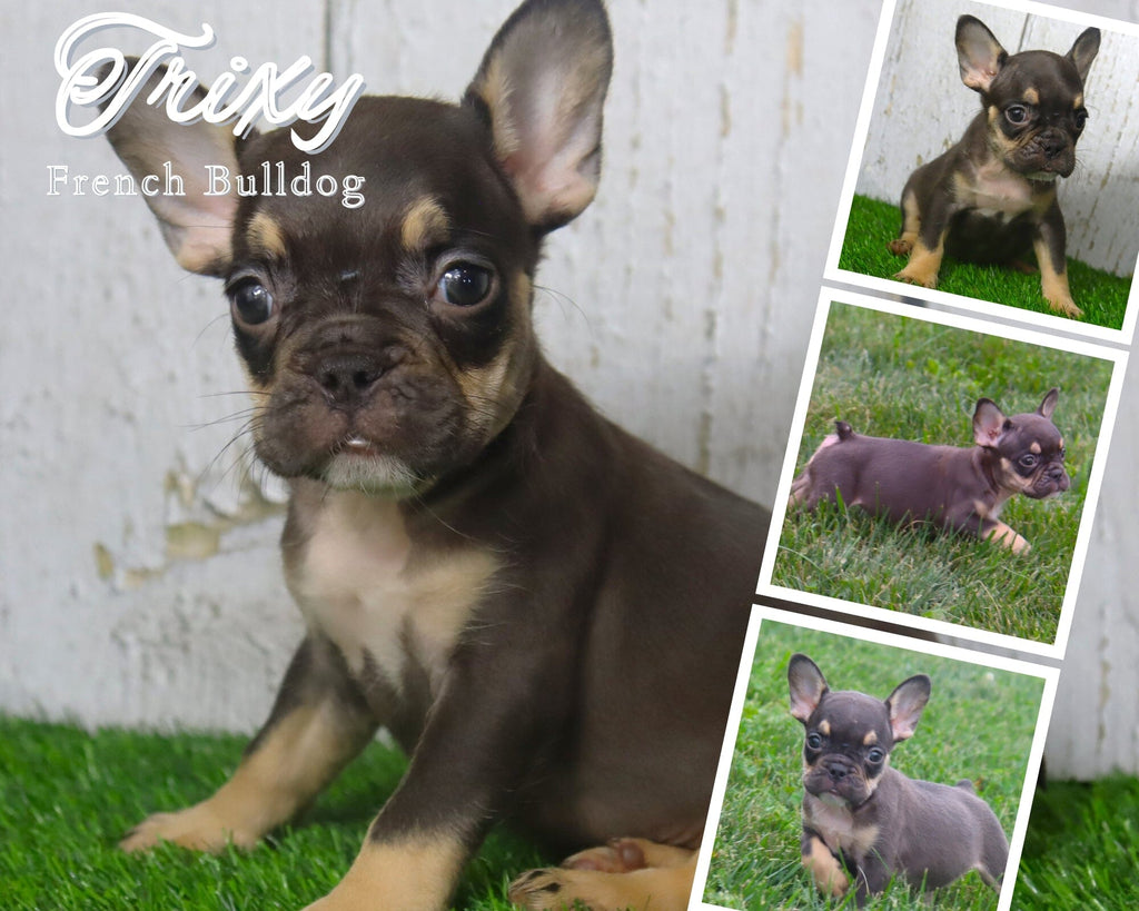 Trixy AKC Female French Bulldog $1800