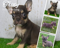Trixy AKC Female French Bulldog $1800