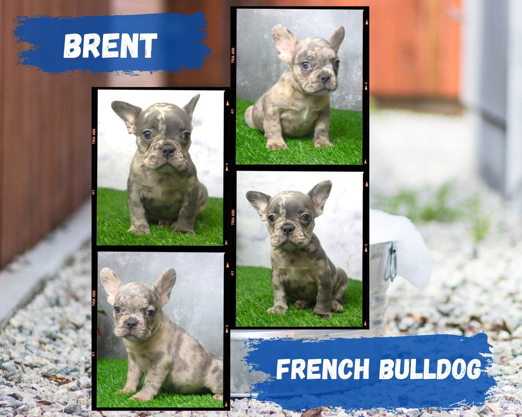 Brent AKC Male French Bulldog $2600