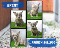 Brent AKC Male French Bulldog $2600