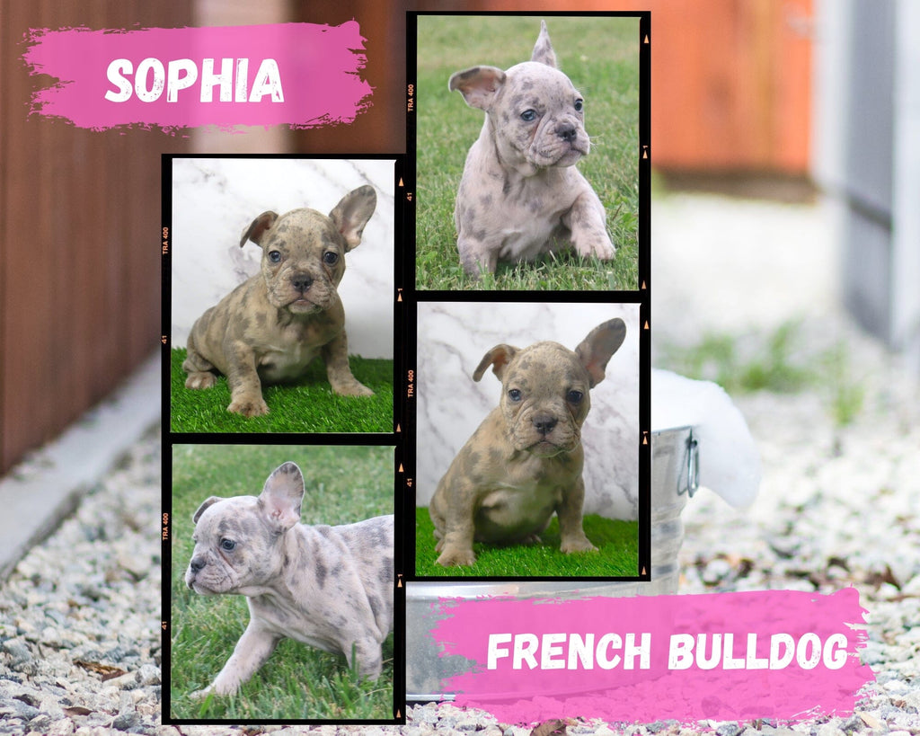 Sophia AKC Female French Bulldog $2500