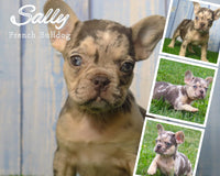 Sally AKC Female French Bulldog $2500