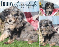 Trudy Female Aussiedoodle $495