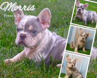 Morris AKC Male French Bulldog $2800