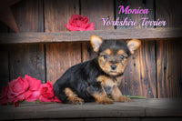 Monica Female Teacup Yorkshire Terrier $1600