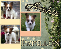 Archie Male ICA Papillon $995