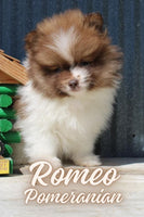 Romeo Male Pomeranian $625