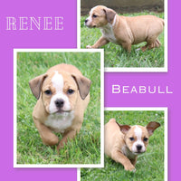 Renee Female Beabull $495