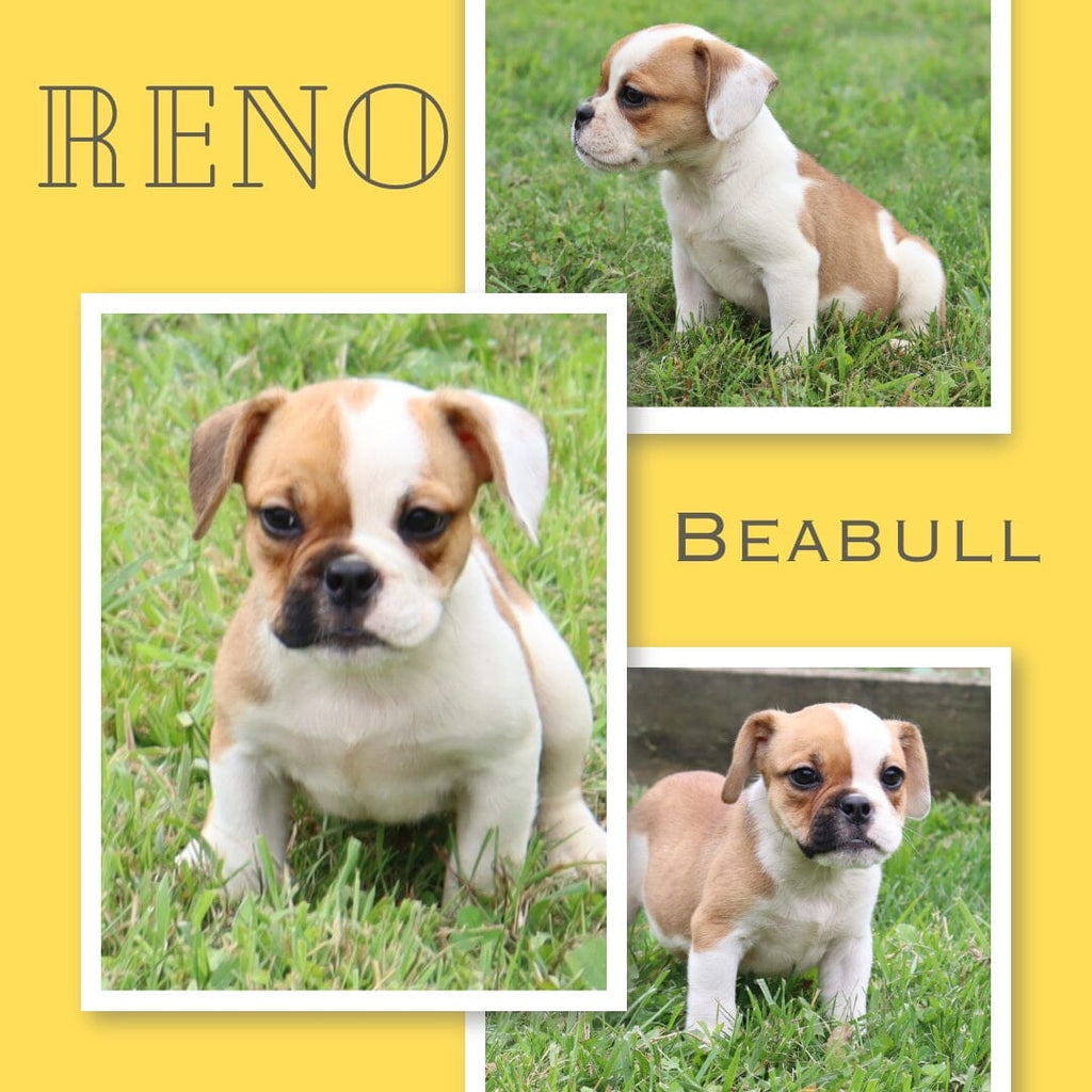 Reno Female Beabull $650