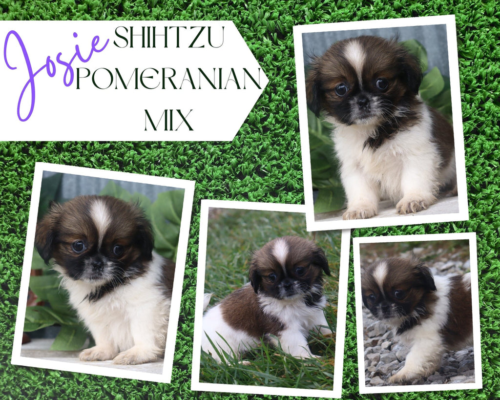 Josie Female Shihtzu Pomeranian Mix $695