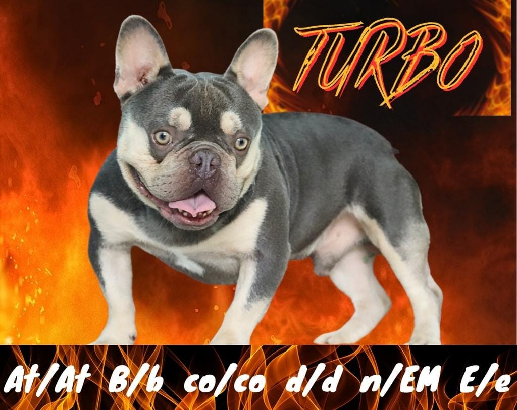 Turbo AKC Male French Bulldog STUD $1600