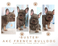 Buster AKC Male French Bulldog $1995