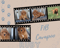 Rudy Male F1B Cavapoo $800