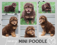 Tommy Male Mini Poodle $695