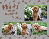 Mandy Female Mini F1B Goldendoodle $350