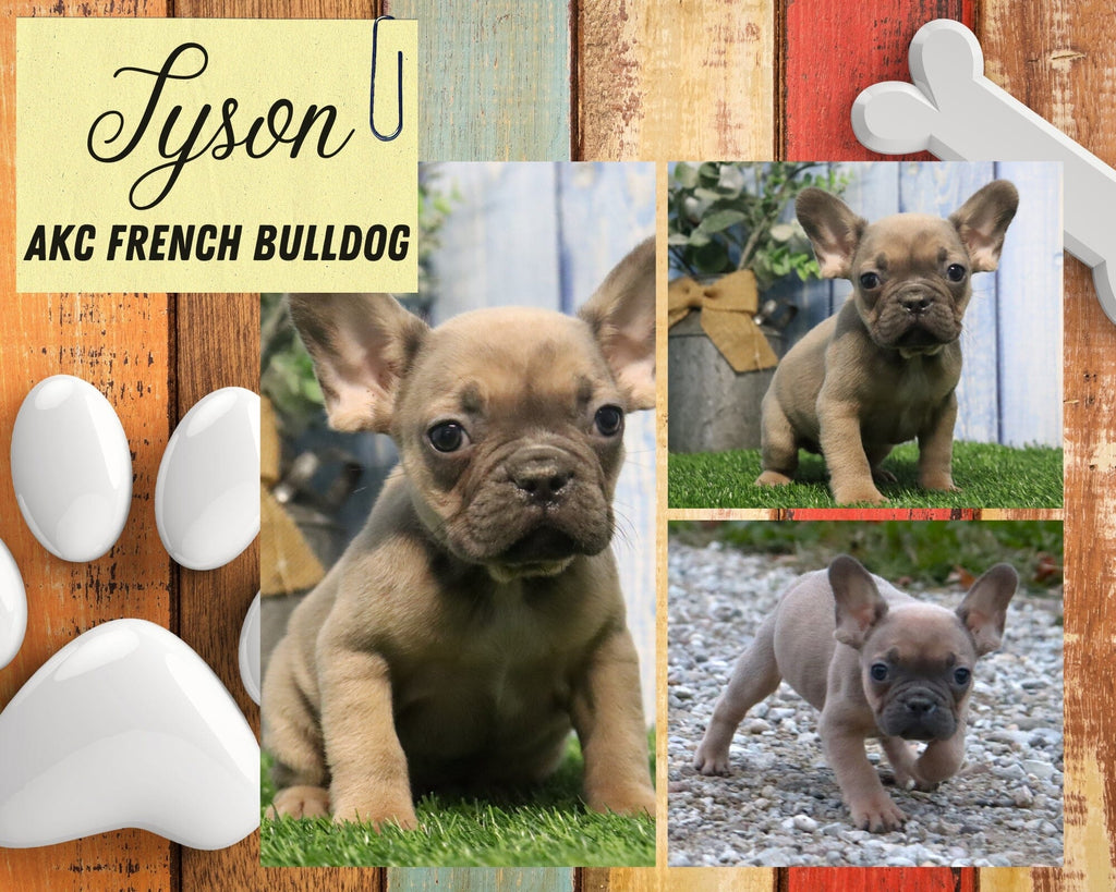 Tyson AKC Male French Bulldog $1795