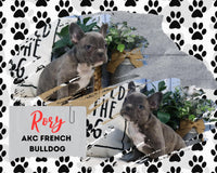 Rory AKC Male French Bulldog $1495