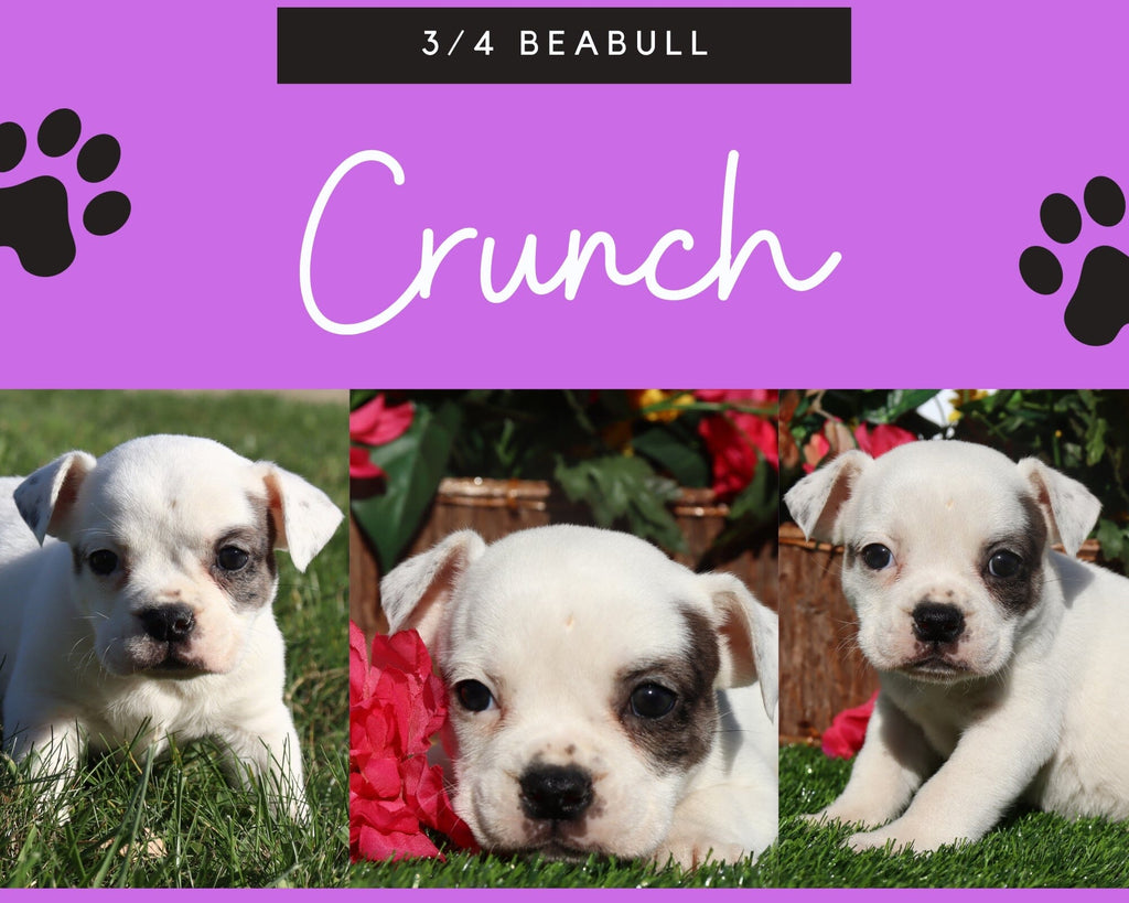 Crunch Female 3/4 Beabull $745