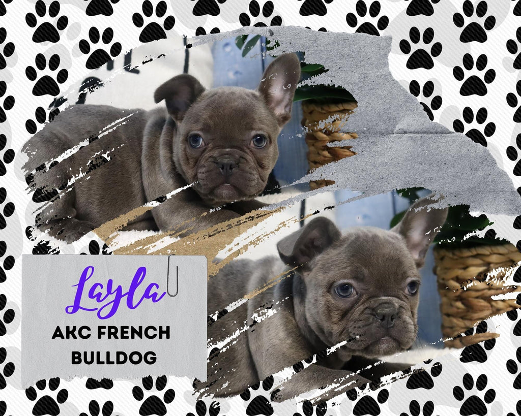 Layla AKC Female French Bulldog $1495