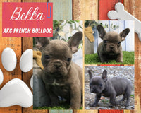 Bekka AKC Female French Bulldog $1795