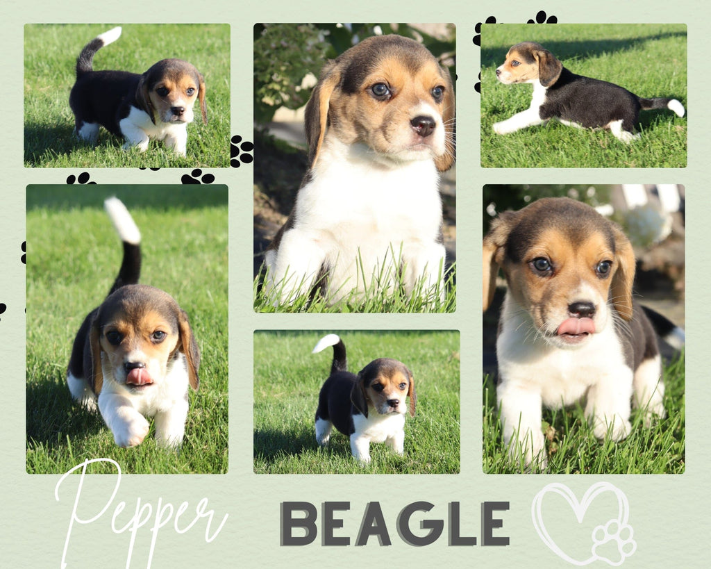 Pepper Male Beagle $350