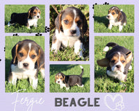 Fergie Female Beagle $350