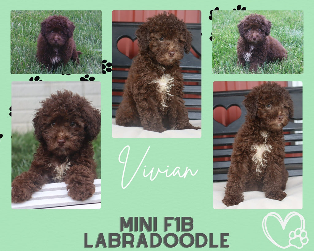 Vivian Female F1B Mini Labradoodle $700