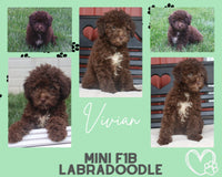 Vivian Female F1B Mini Labradoodle $595