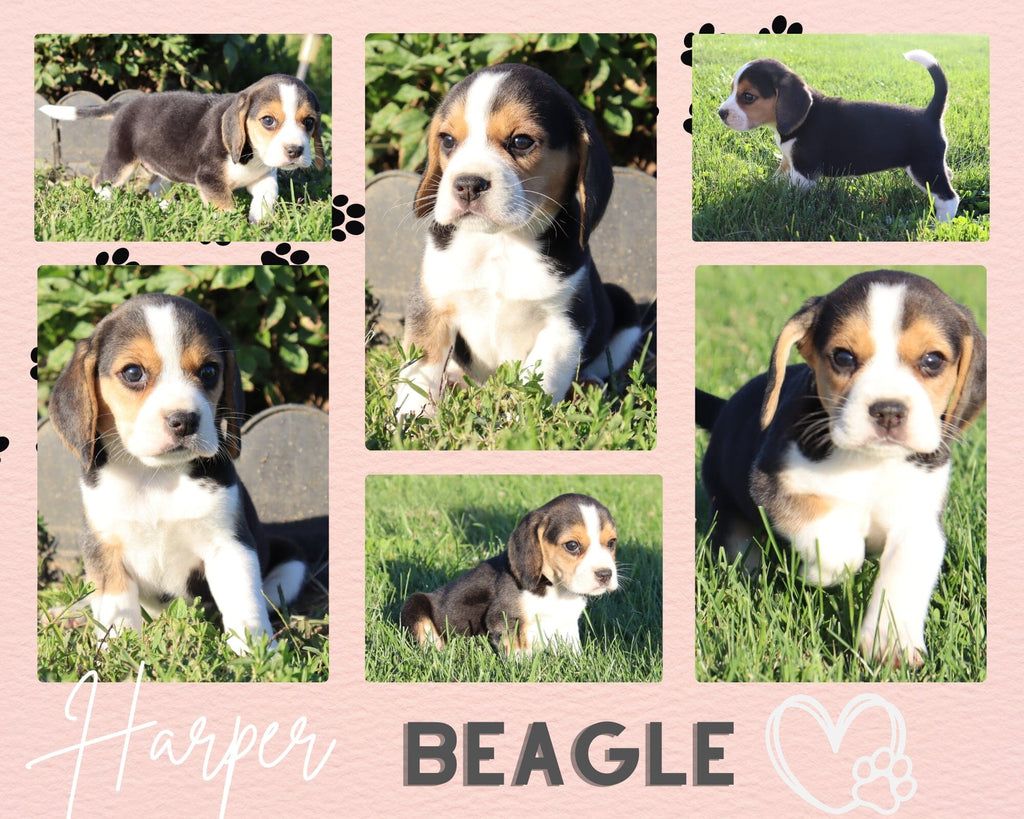 Harper Female Beagle $350