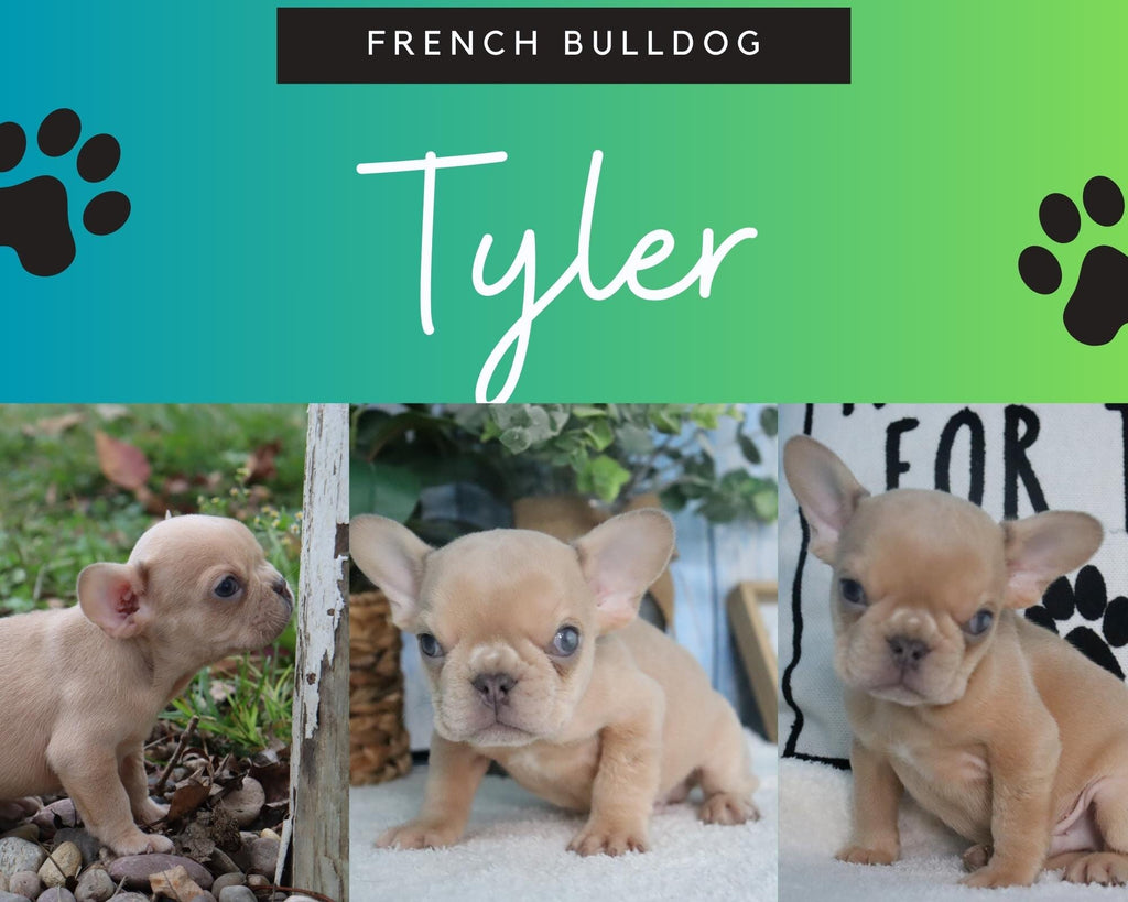 Tyler AKC Male French Bulldog $800