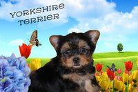 Tyler Male Yorkshire Terrier $895