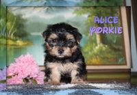 Alice Female Yorkshire Terrier $895