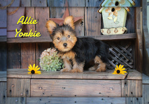 Yorkshire Terrier