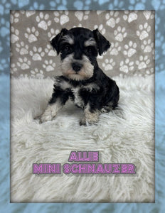 Mini Schnauzer